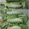 pyr carthami larva8 volg1